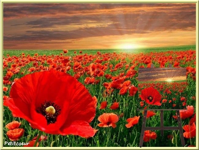 1-coquelicots.jpg