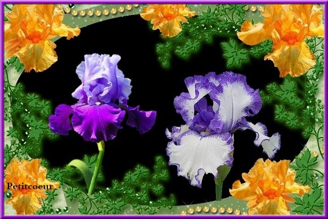 Iris.jpg