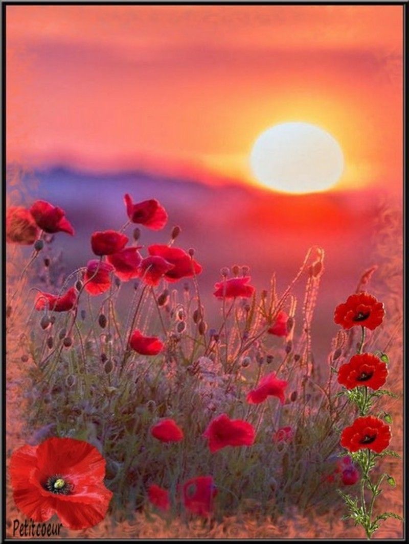 coquelicots.jpg