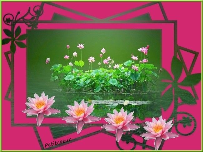 lotus.jpg