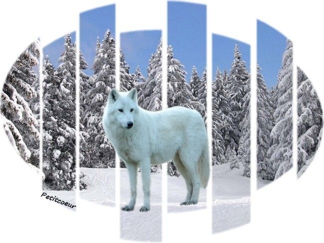 loup-blanc.jpg