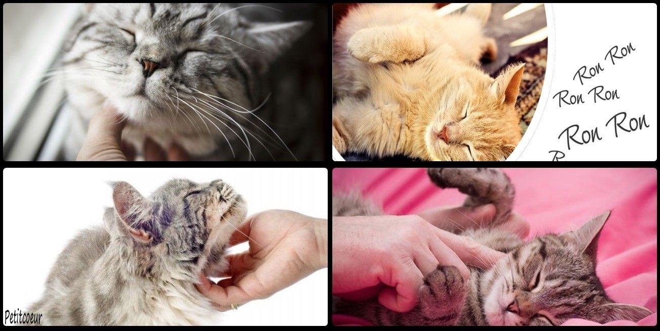 Pourquoi le chat