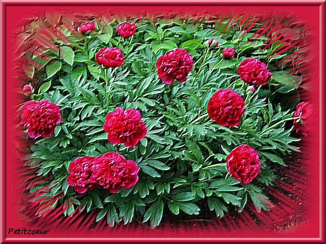 photo-pivoine-de-chine-Copie.jpg