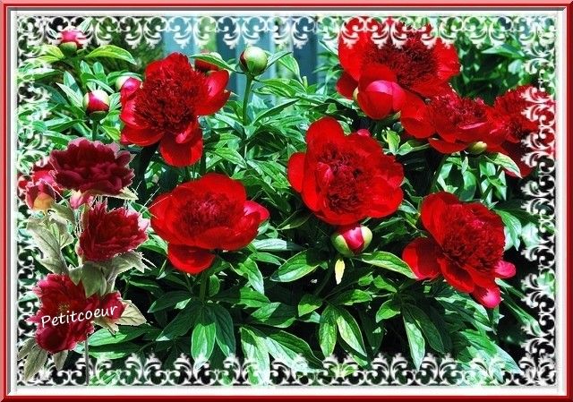 pivoine-red-charm-Copie-2.jpg