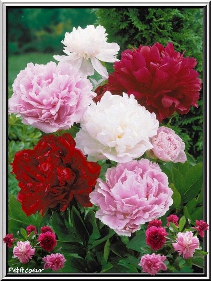 pivoines.jpg
