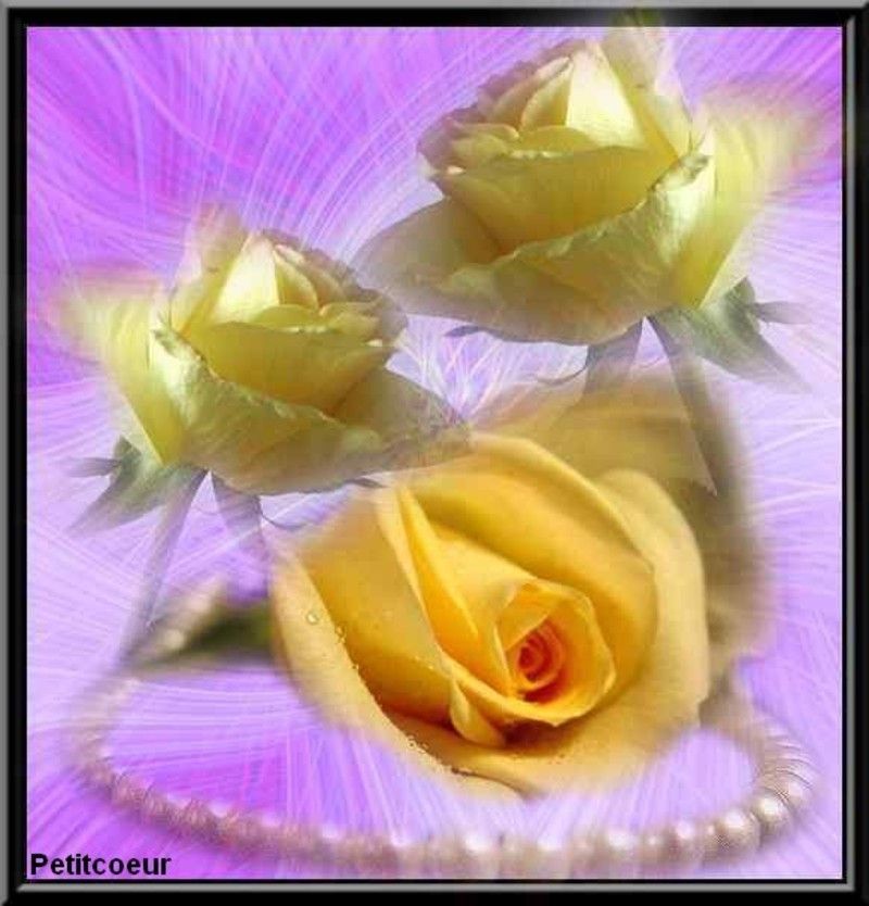 roses-jaunes.jpg