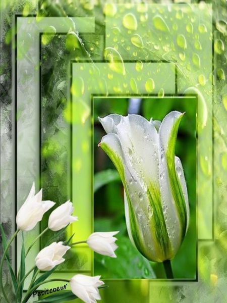 tulipes_2.jpg